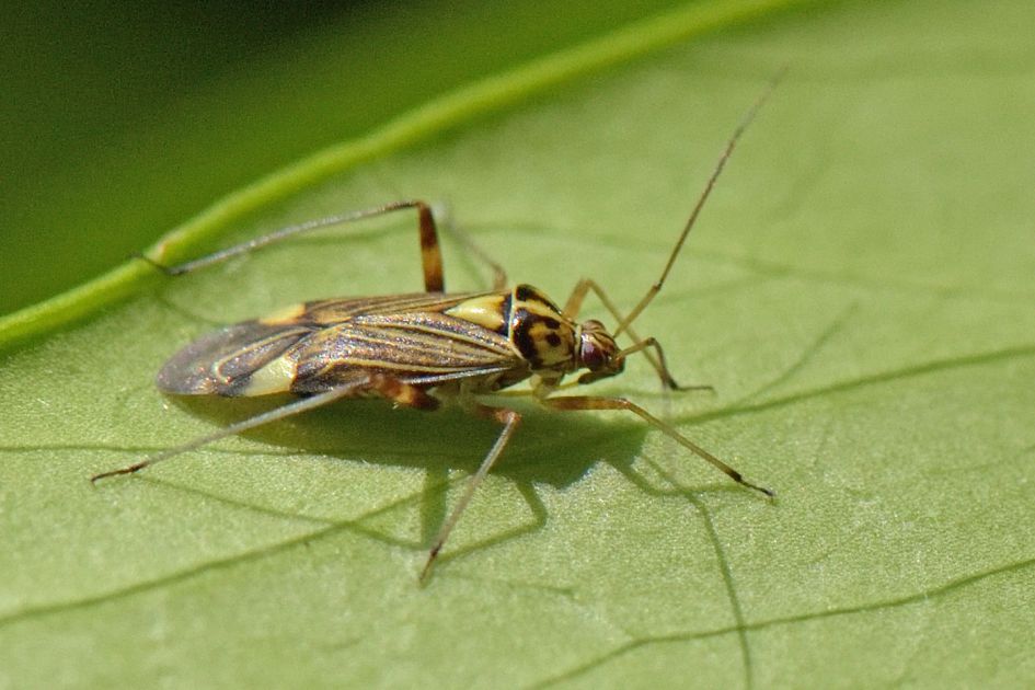 Hoe heet dit insect?